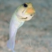 jawfish_yellowhead_dw_wc_v_0040_tci1865.jpg